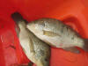 Female Blue Kurper (Moz Tilapia)