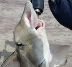 St Joseph Shark - Elephant Fish