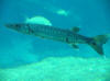 Great Barracuda swimming in Mozambique