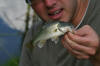 Juvenile Largemouth Bass