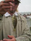 Juvenile Blue kurper (Mozambique Tilapia)