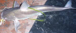 White Seacatfish (Sea Barbel)
