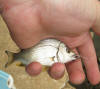 Juvenile River Bream (River Perch)