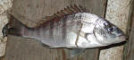 White Steenbras (Pignose Grunter)