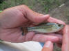 Juvenile Largemouth Bass
