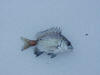 Small juvenile River Perch (River Bream)