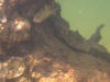 Spot Damsel underwater photo