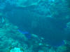 Marbled Coral Grouper patrolling the reef