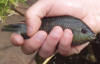 Vlei Kurper being released into a fish pond