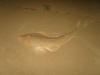 South African Lesser (Guitarfish) Sandshark