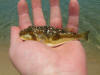 Evil Eyed Puffer Fish at Kosi Bay