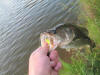 Good size Largemouth Bass taken in edenvale