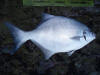 35cm Stonebream caught by Gareth Roocroft