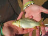 Small Juvenile Vaal Dam Common Carp