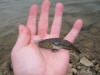 Very strangely coloured Prison Goby