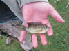 Juvenile Banded Tilapia (Vlei Kurper)