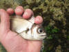 Close up of the large eyes of the fransmadam fish