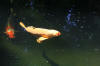 South African Koi feeding off the surface