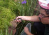 Banded Tilapia getting released into a fish pond