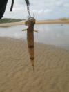 Clouded Lizardfish caught on Halco Twisty Spoon