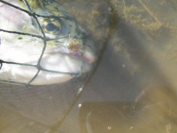 Nymphing for rainbow trout