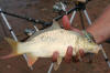 Beautiful Common Carp colours with erect fins