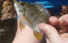 Red Breast Tilapia Juvenile