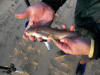 white Seacatfish caught at kasouga