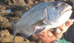 White Musselcracker (Brusher)