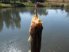 Laremouth Bass caught on a red eye damsel fly