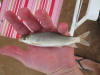 Orange River Mudfish Juvenile