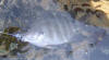 Spot Damselfish (Sergeant) caught in a rock pool