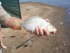 Juvenile Mirror Ghost Carp