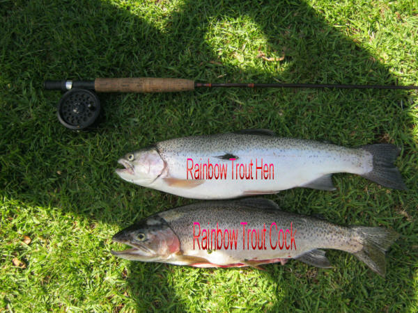 Diference Between A Trout _ Hen And Cock