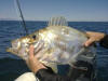 Cape Dory caught on a chokka jig