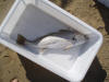 Kob caught offshore in Eastern Cape