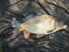 Black Common Carp caught by Rodney Smit