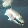 Kingfish caught on Roosta Popper
