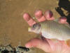 Juvenile Ghost Carp