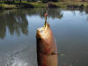 Largemouth Bass caught on an olive red eye damsel