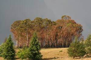 Millstream rain above trees