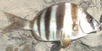 Zebra Fish