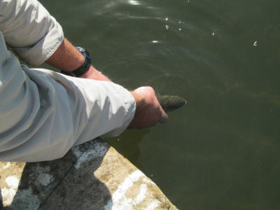 Releasing trout so they survive