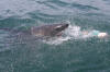 Gaansbai Great White Shark (Blue Pointer)