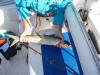 1.9 kilogram Springer (Skipjack, Ten Pounder, Ladyfish)