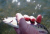 Juvenile Rhodes Rainbow Trout