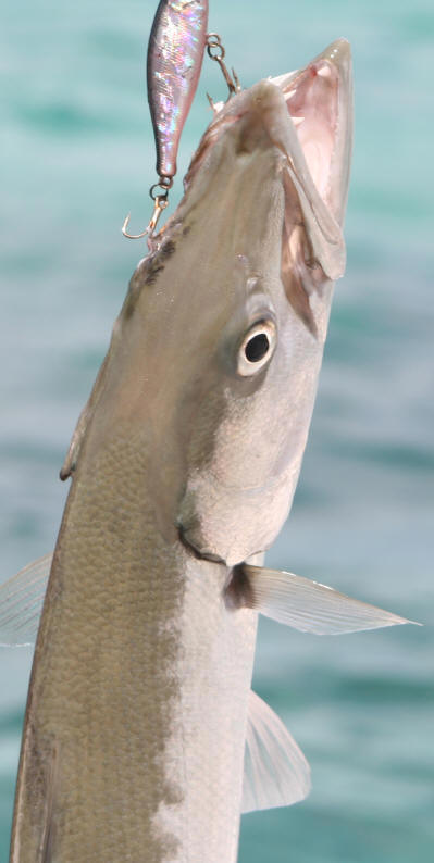 Will Saltwater Fishing Lures Catch Freshwater Bass?