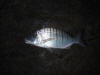 Sand Steenbras caught at night