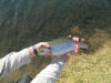 Rainbow Trout fly fishing millstream south africa
