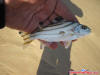 Thorntail, Thornfish, Tigerfish